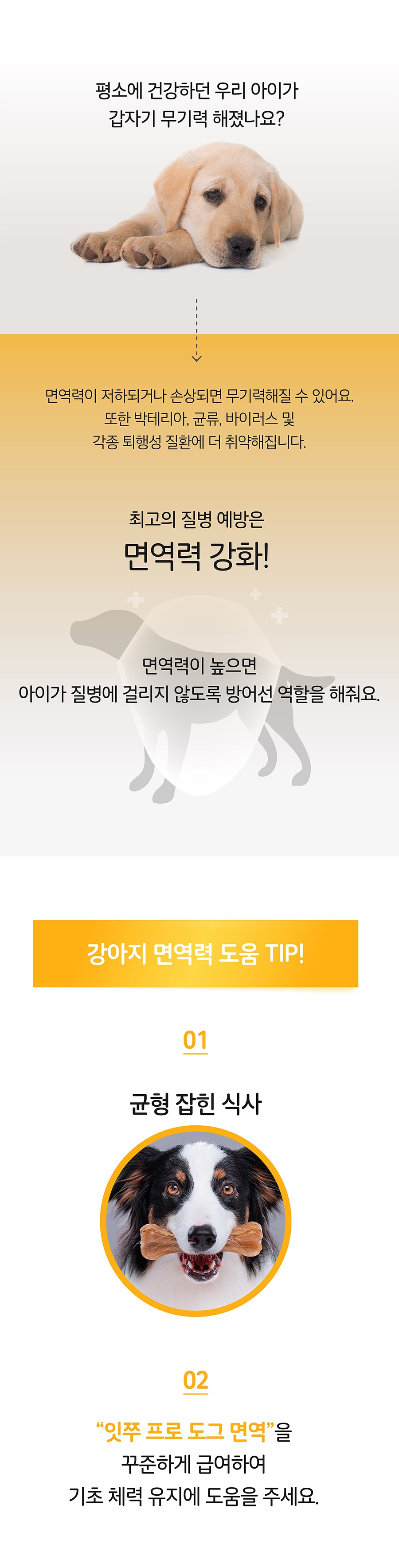 it 잇쭈 프로 도그 면역 대용량 (8개입*4개)-상품이미지-2