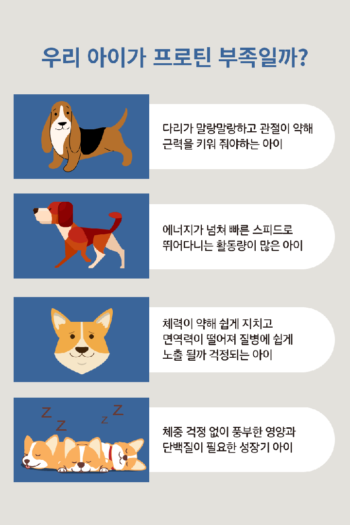 it 잇츄 프로틴 퍼피 (피모/구강/면역)-상품이미지-7